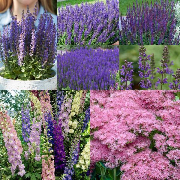 VAN ZYVERDEN Hummingbird Butterfly Perennial Sun Garden Roots (Set of ...