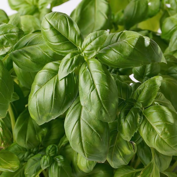 3.3 in. Basil Culinary Kitchen Herb Seed Grow Kit