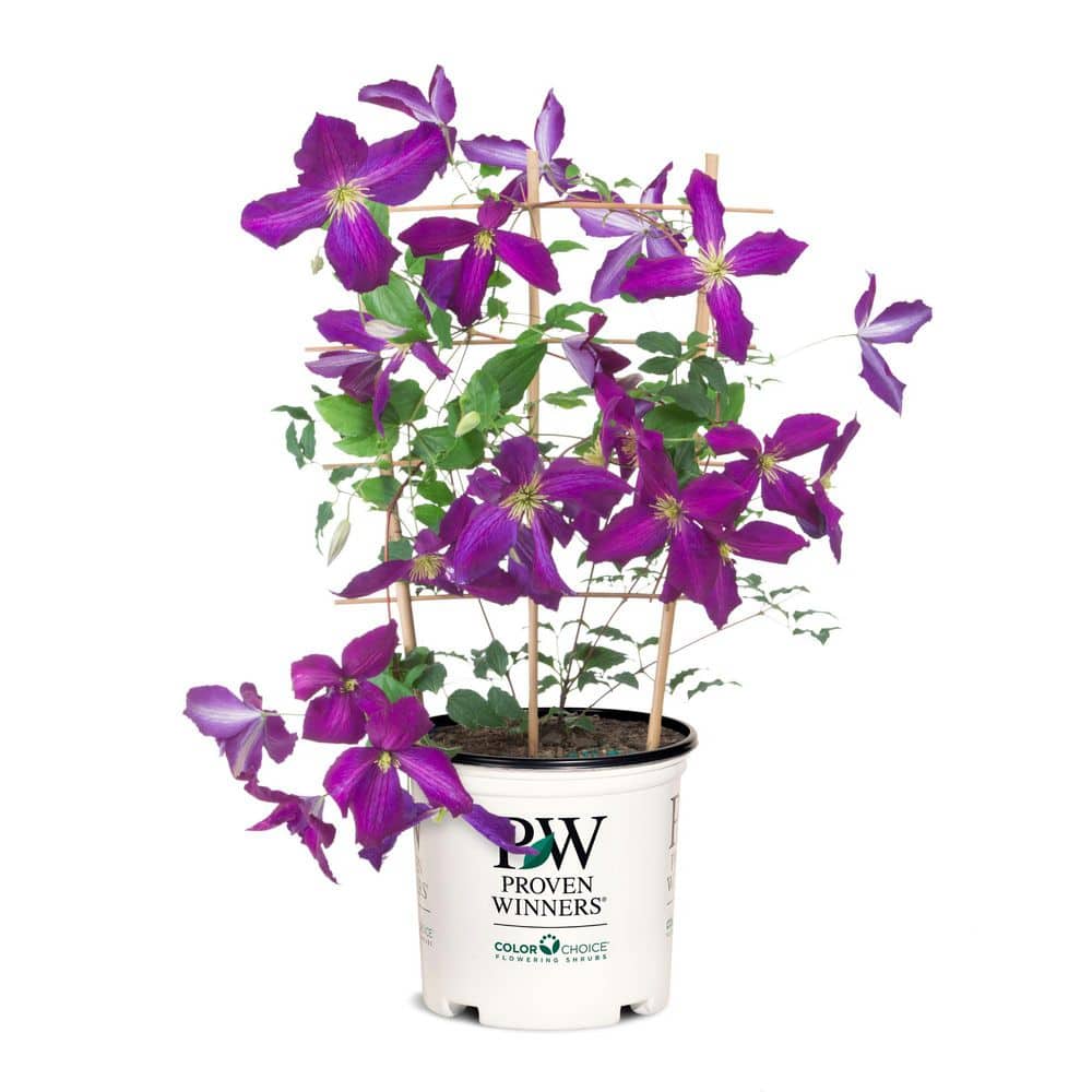 PROVEN WINNERS 1 Gal. Happy Jack Purple (Clematis) Live Shrub