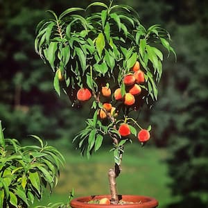 5 Gal. Bonanza Patio Peach Tree