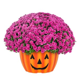 1 Gal. Purple Mum Chrysanthemum Orange Mumkin Planter Perennial Plant (1-Pack)