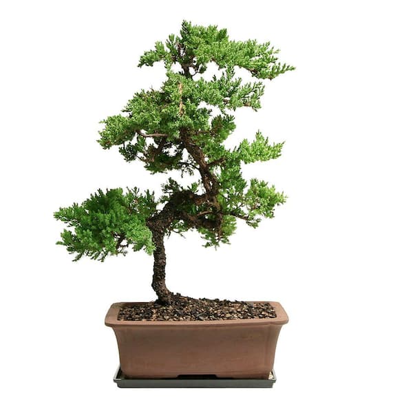 Brussel's Bonsai Green Mound Juniper Bonsai Outdoor Plant in Ceramic Bonsai Pot Container, 8-Years Old, 14 to 18 in.