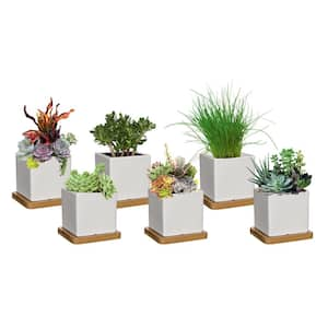 3.5 in. Nova White Ceramic Planter with Tray (6-Pack)