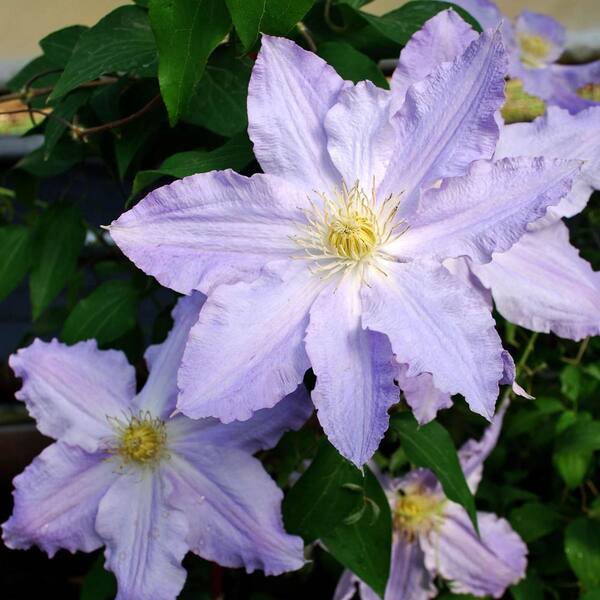 Spring Hill Nurseries Lavender Flowering Perennial Vine Sea Breeze Clematis Live Deciduous Plant with 2 in. Pot
