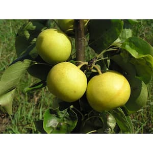 Dwarf Nijisseiki Asian Pear Bare Root
