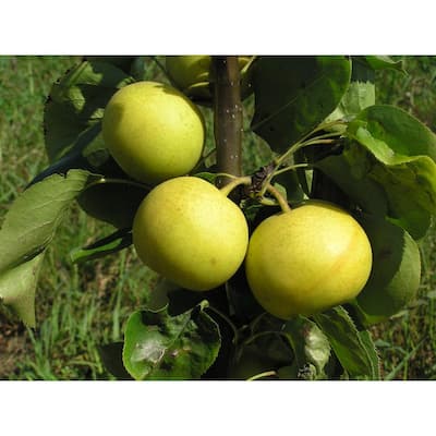 Online Orchards Granny Smith Apple Tree Bare Root FTAP003 - The Home Depot