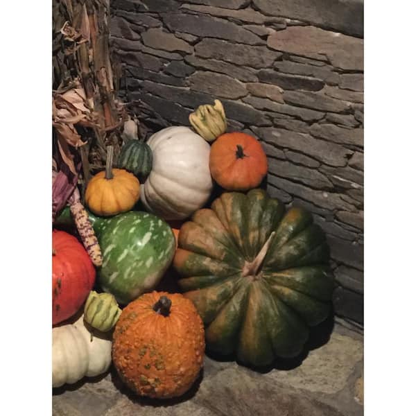 Jumbo Specialty Gourd/Pumpkin