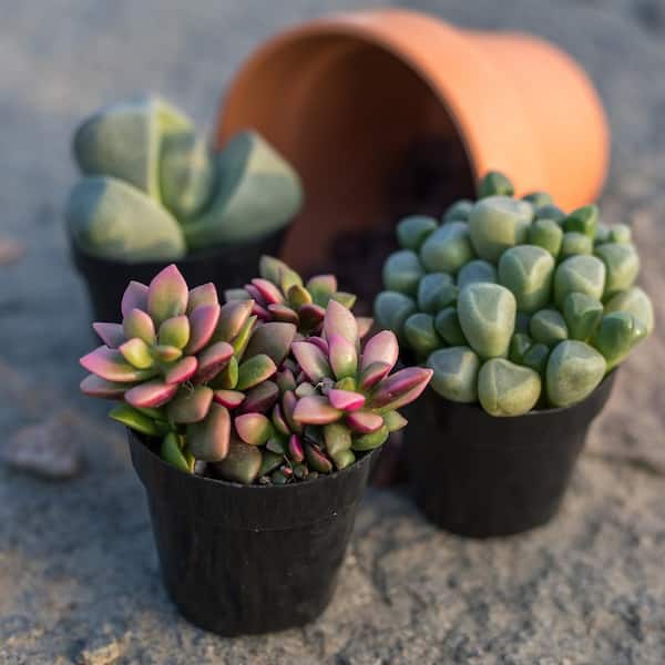 SMART PLANET 2.5 in. Mimicry Assorted Succulent Plants (4-Pack