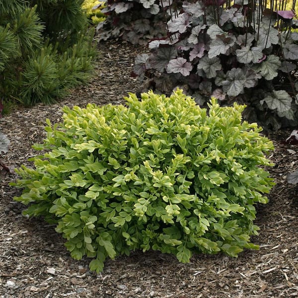 Gardens Alive! 12 in. to 18 in. tall Green Velvet Boxwood (Buxus) Starter Hedge Kit, Live Broadleaf Evergreen Shrub Plants (5-Pack)