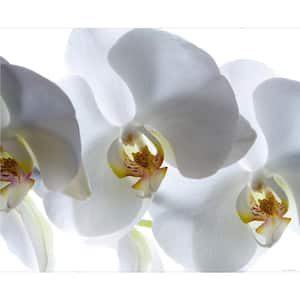 Falkirk Airdrie Abstract White Orchids Modern Wall Mural