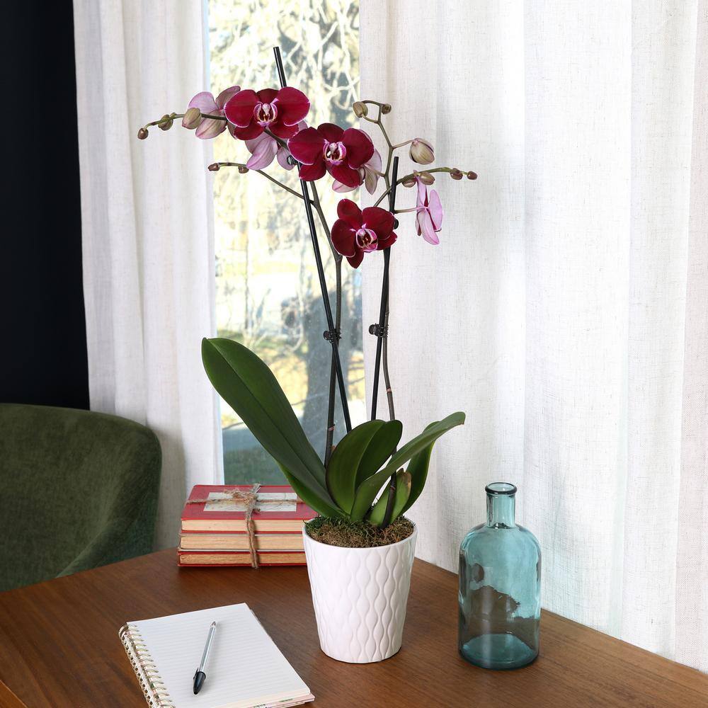Dark Purple Orchid in White Ceramic Pot, 30-inch