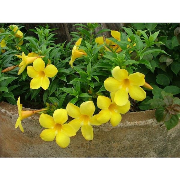 Allamanda Vine Plant | lupon.gov.ph