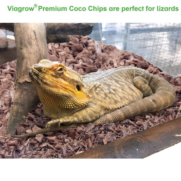 Citrus Bearded Dragon – Reptile Pets Direct