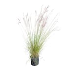 2.5 Gal. Pink Muhly Grass, Live Plant with Pink Plumes