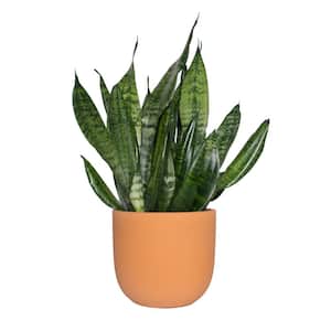 6 in. Sanseveria Zeylanica Snake Plant in a 7 in. Terracotta Red Clay Grant Container
