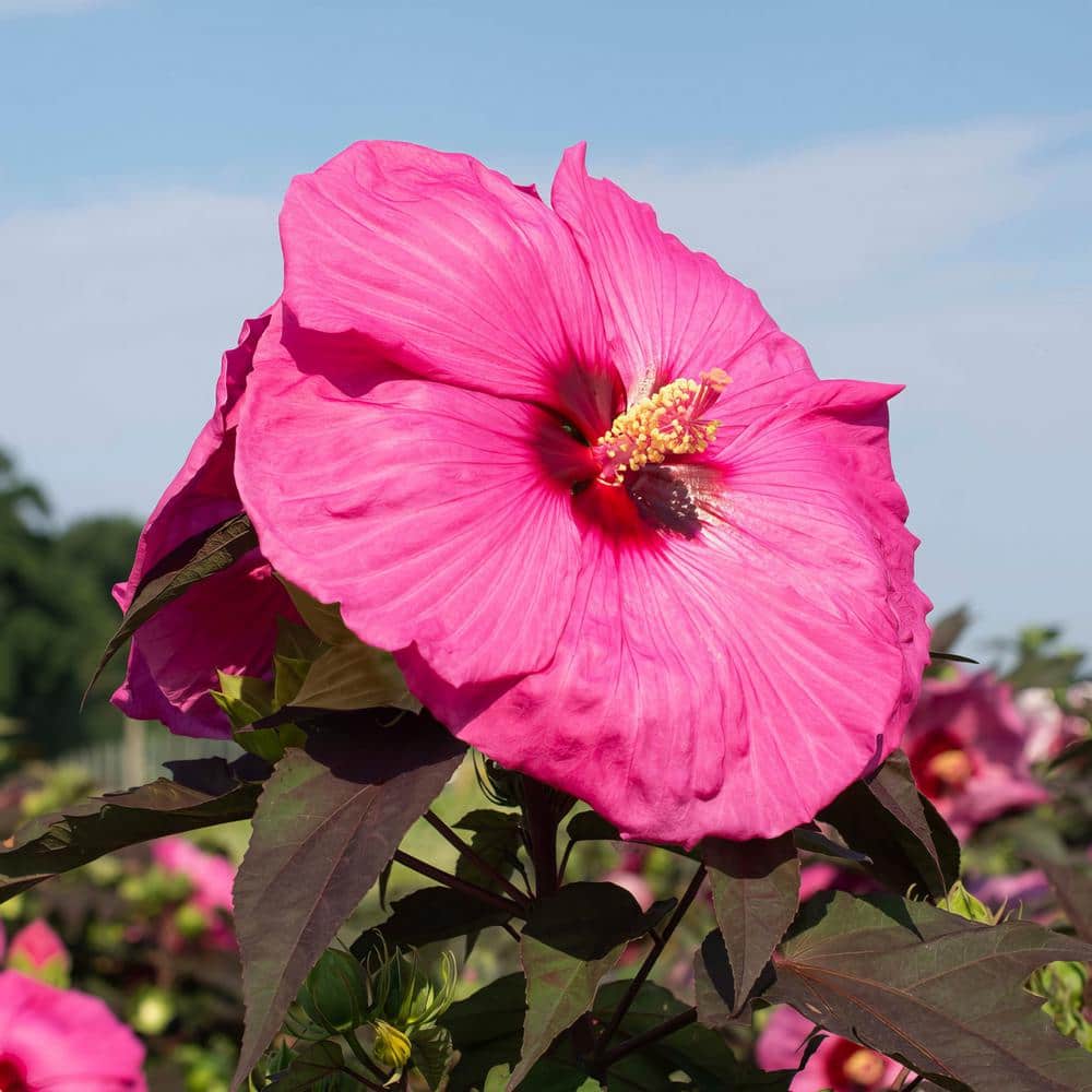 Vibrant Pink Hibiscus Plant with Dark Burgundy Foliage