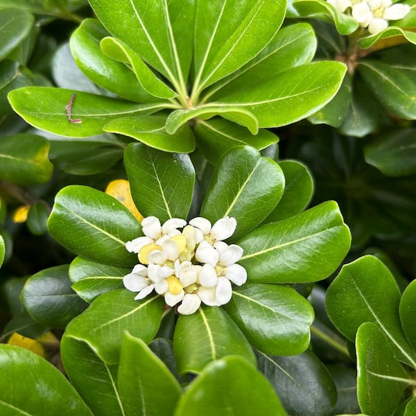 2.5 Gal. Green Pittosporum (Japanese Mock Orange) Evergreen Shrub with Glossy Green Foliage and Fragrant White Flowers