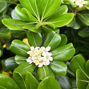 9.25 in. Pot - Green Pittosporum, Evergreen Shrub, Glossy Green Foliage