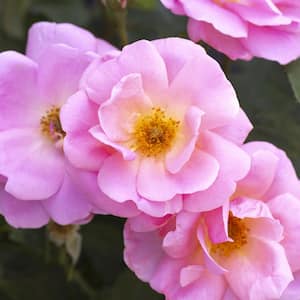 Bareroot Peachy Knock Out Rose Bush with Shell Pink Flowers (2-Pack)
