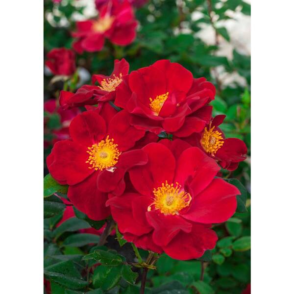 Spring Hill Nurseries 1 Gal. Pot Top Gun Rose Deciduous Plant Red Flowering Shrub Rose