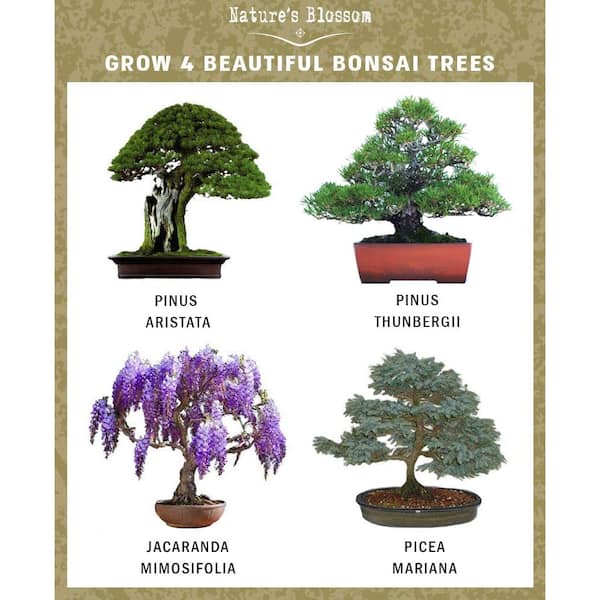 Cultivez votre propre kit de Bonsai Cultivez facilement 4 types de bonsaïs av 