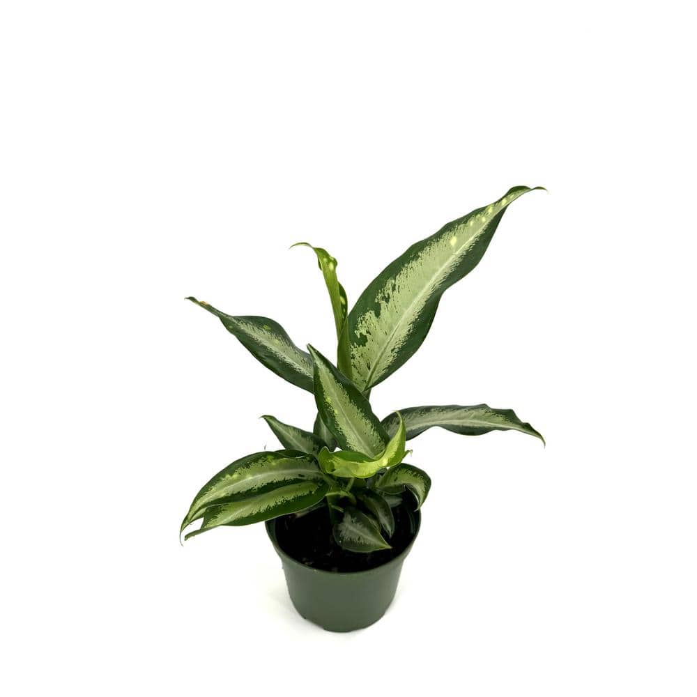 house plant in pot Hardy Houseplants Duo, Small/Medium in Black | Grant main image 1