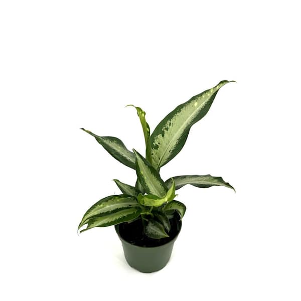 HAMPSHIRE FARMS 6 in. Dieffenbachia Panther Plant in Grower Pot