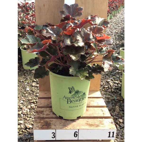 AMERICAN BEAUTIES Coral Bell (Heuchera) Bronze Wave
