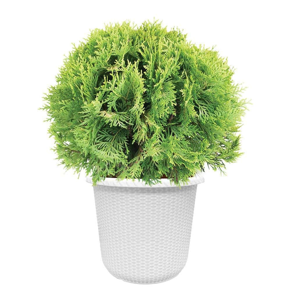 150㎝パインツリー JOA-148 PROVEN WINNERS 2 Gal. Anna's Magic Ball Arborvitae Evergreen Shrub