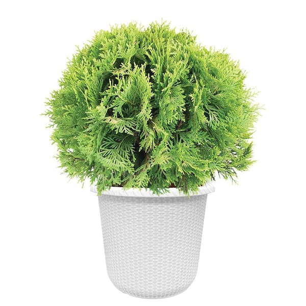 PROVEN WINNERS 2 Gal. Anna's Magic Ball Arborvitae Evergreen Shrub in  Decorative Container 90374