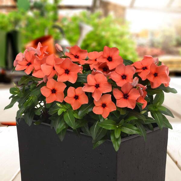 ALTMAN PLANTS #1 2.5 Qt. Orange Periwinkle Plant 84821 - The Home