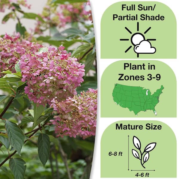 Pinky Winky Hydrangea Tree In 5 Gal. Growers Pot, Large Pink White Flower Cones