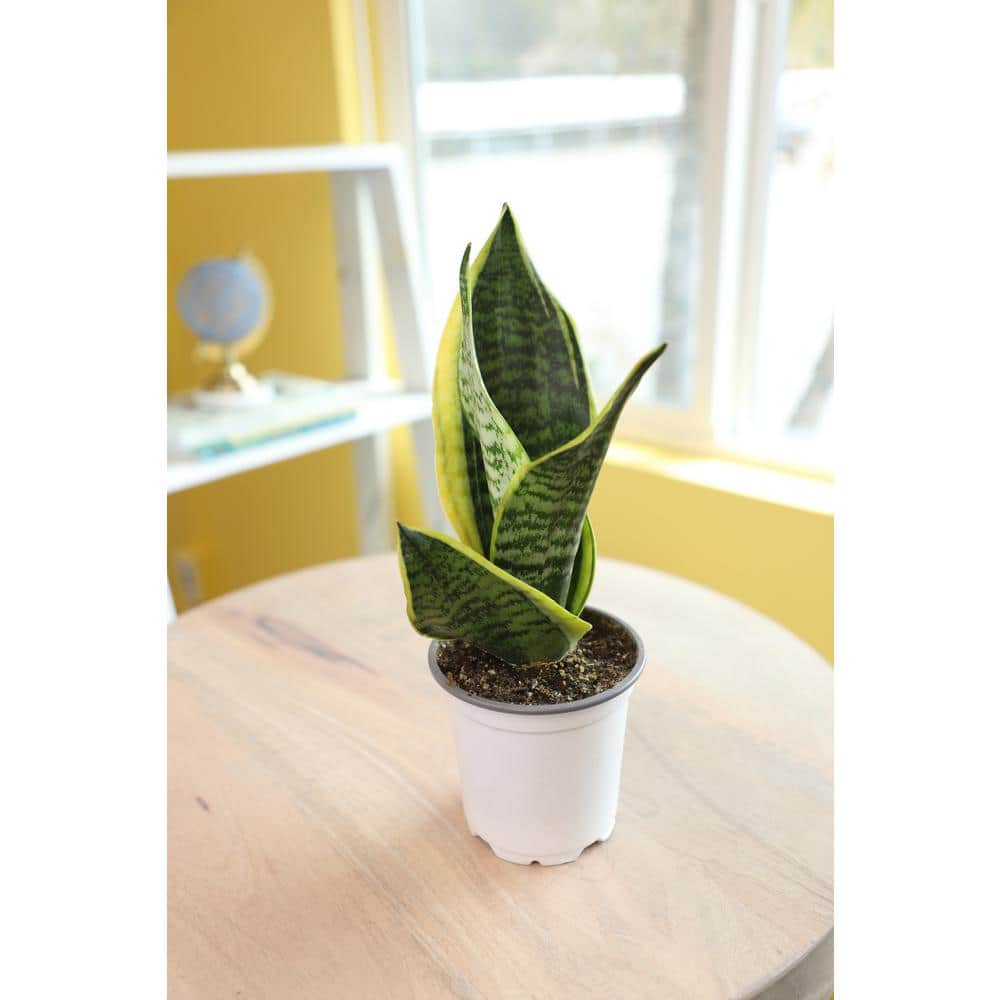 Superba Snake Plant Variety Pack with Yellow-Green Twisted Leaves