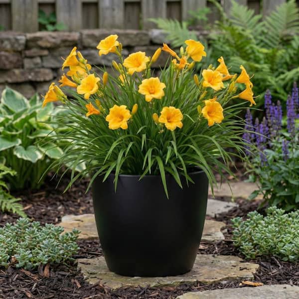 BELL NURSERY Stella De Oro Daylily Plant #3 461761 - The Home Depot