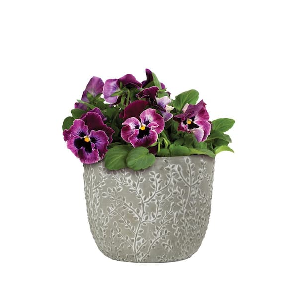 Flora 6 in. Vine Gray Cement Planter with White Interior