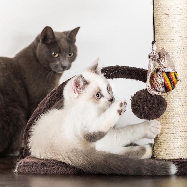 Cat tower toys best sale