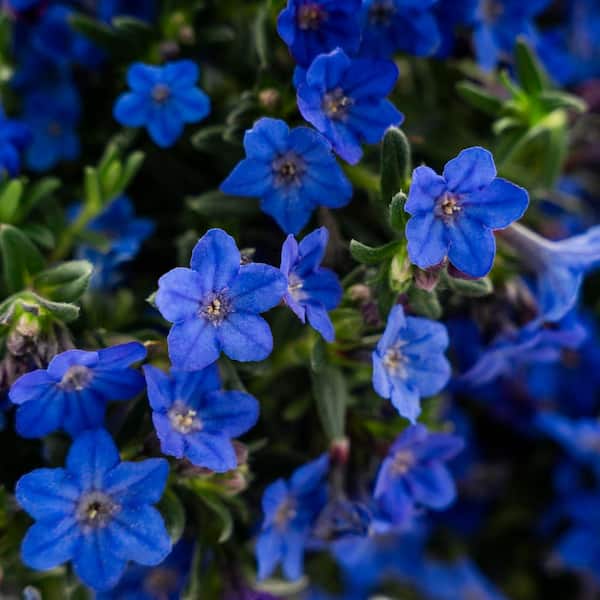 METROLINA GREENHOUSES 2 qt. Heavenly Blue and Purple Lithodora