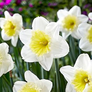 16/18cm, Ice Follies Large Cupped Daffodil Flower Bulbs (Bag of 25)