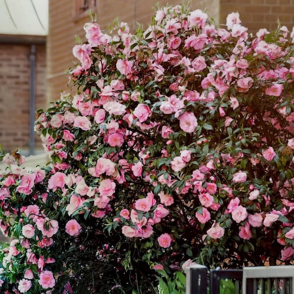 national PLANT NETWORK 1 gal. High Fragrance Camellia Japonica