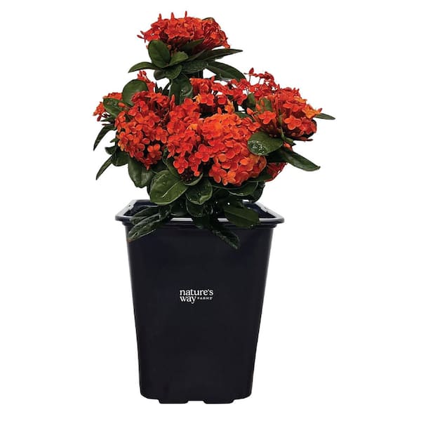 Ixora Maui Red Live Outdoor Plant in Growers Pot Avg Shipping Height 1 ft. to 2 ft. Tall