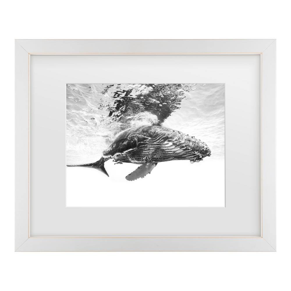 Barathieu Gabriel Humpback Whale Calf Matted Framed Photography Wall Art 18 in. x 22 in. price history on PriceWatchPro