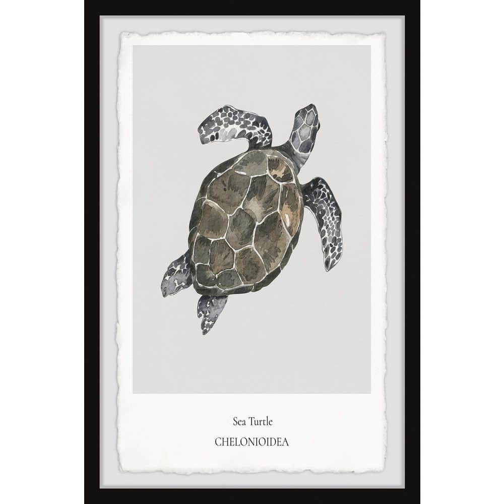 Chelonioidea By Marmont Hill Framed Animal Art Print 36 In X 24 In Csern112bfpfl36 The Home Depot