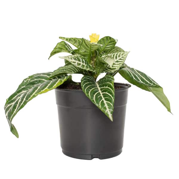 national PLANT NETWORK 5.5 in. Aphelandra Zebra Plant with