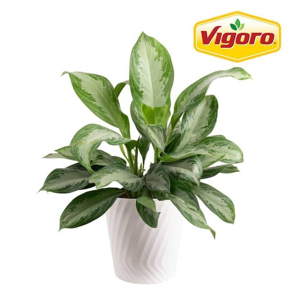 10in Aglaonema Plant in Deco Pot