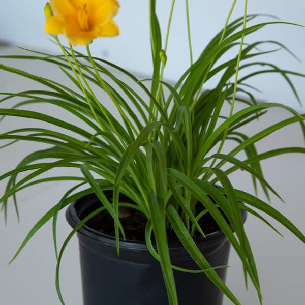 FLOWERWOOD 2.5 Qt. Stella De Oro Daylily, Live Perennial Plant