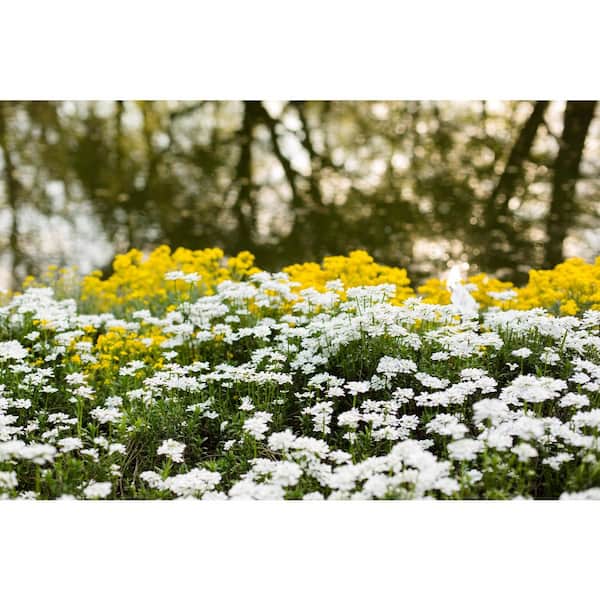 特大!!!】雪花石 74kg 特大!!!】雪花石 74kg 【公式通販】