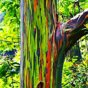 Rainbow Eucalyptus Tree - Live Plant in a 1 Gallon Pot - Eucalyptus Deglupta - Rare and Exotic Ornamental Tree