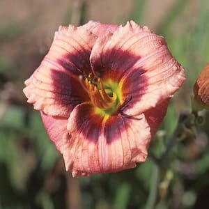 2 QT Hemerocallis Daylily 'Always Afternoon' Pink Perennial Plant