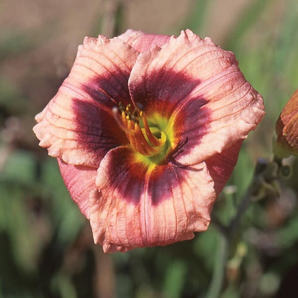 Vigoro 2 QT Hemerocallis Daylily 'Always Afternoon' Pink Perennial Plant