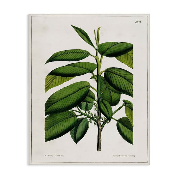 Stupell Industries Scientific Woodland Plant by Tina Higgins Designs, Inc. Unframed Nature Graphic Art Print 40 in. x 30 in.